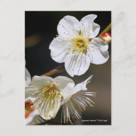 Japanese Apricot "Tsuki-kage"  ポストカード