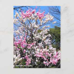 Japanese Apricot (Ume: Genpei blooming) ポストカード