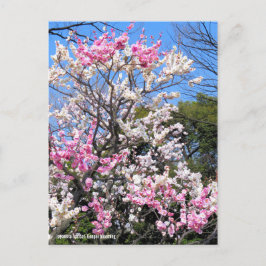 Japanese Apricot (Ume: Genpei blooming)  ポストカード