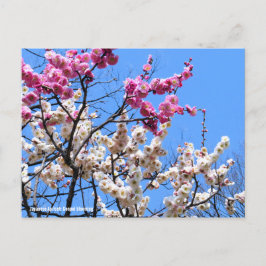 Japanese Apricot (Ume: Genpei blooming)  ポストカード