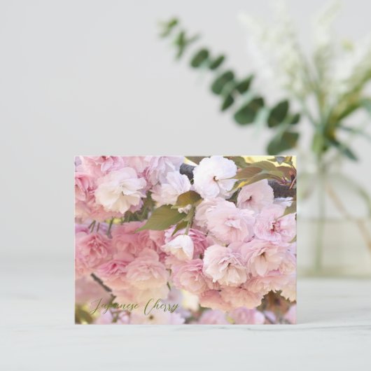 Japanese Cherry ポストカード (スタンド正面)