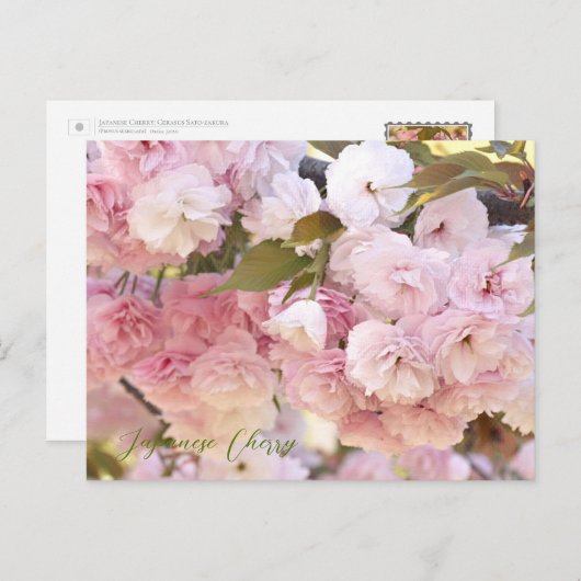 Japanese Cherry ポストカード (正面/裏面)