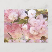 Japanese Cherry ポストカード (正面)