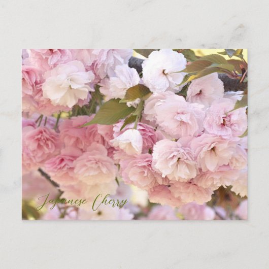 Japanese Cherry ポストカード (正面)