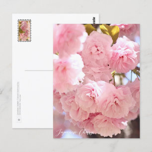 Japanese Cherry ポストカード