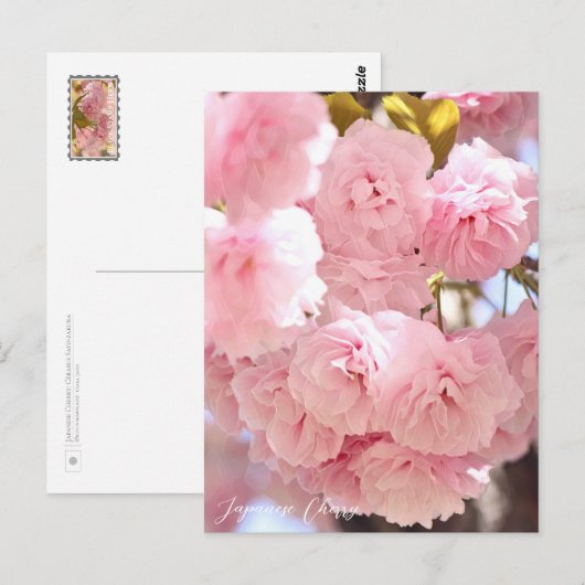 Japanese Cherry ポストカード (正面/裏面)