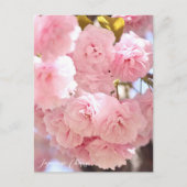 Japanese Cherry ポストカード (正面)