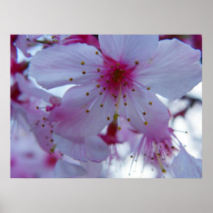 Japanese Cherry Blossom ポスター