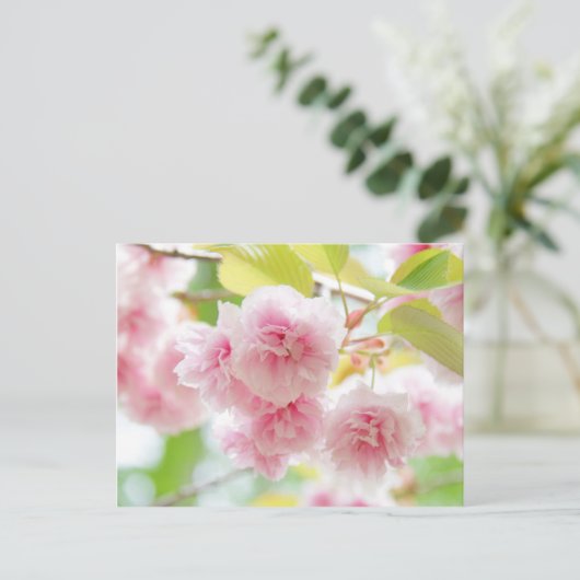 Japanese cherry blossoms ポストカード (スタンド正面)