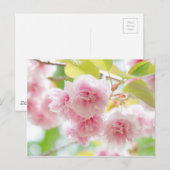 Japanese cherry blossoms ポストカード (正面/裏面)