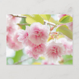 Japanese cherry blossoms ポストカード