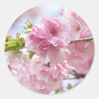 Japanese cherry blossoms ラウンドシール