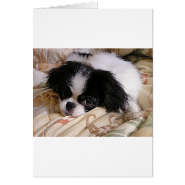 Japanese_chinの子犬 (正面)