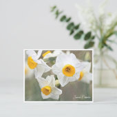 Japanese Daffodils ポストカード (スタンド正面)