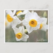 Japanese Daffodils ポストカード (正面)
