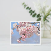 Japanese Flowering Cherry ポストカード (スタンド正面)