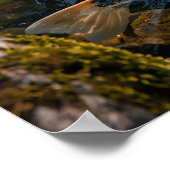 Japanese Garden & Koi Pond - Photographic Image ポスター (角)