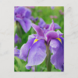 Japanese iris ポストカード