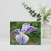 Japanese Iris Unfolding Flower Photography ポストカード (スタンド正面)