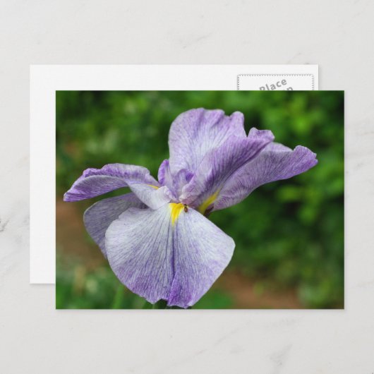 Japanese Iris Unfolding Flower Photography ポストカード (正面/裏面)