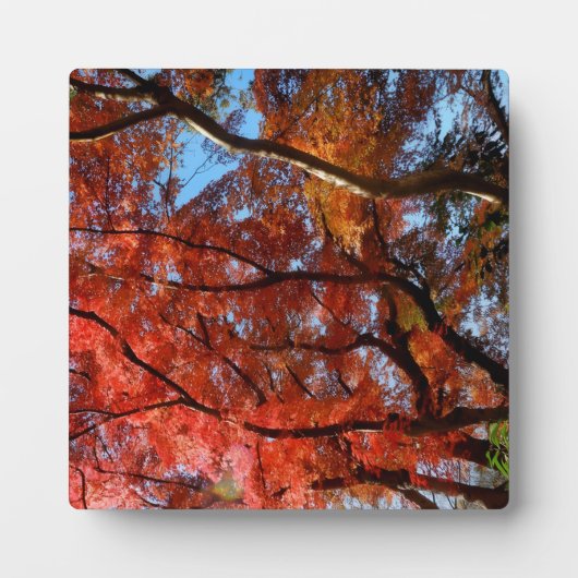 Japanese Maple フォトプラーク (正面)