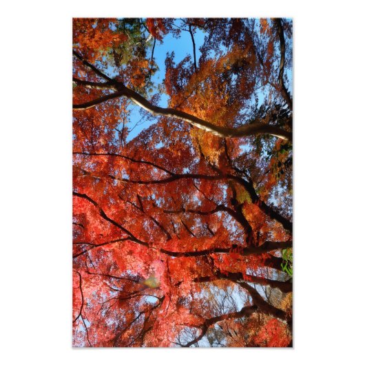 Japanese Maple フォトプリント (正面)