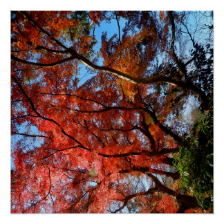 Japanese Maple ポスター
