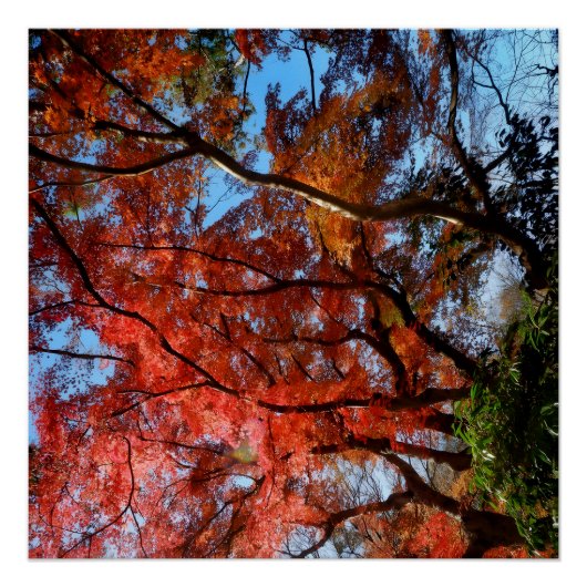 Japanese Maple ポスター (正面)