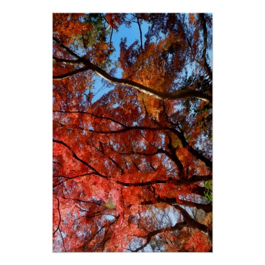 Japanese Maple ポスター (正面)
