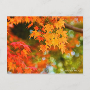 Japanese Maple ポストカード