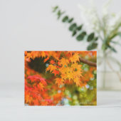 Japanese Maple ポストカード (スタンド正面)