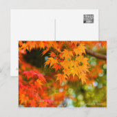 Japanese Maple ポストカード (正面/裏面)