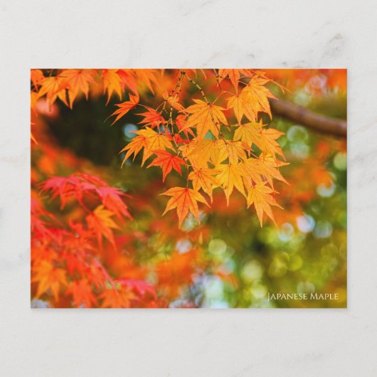 Japanese Maple ポストカード (正面)