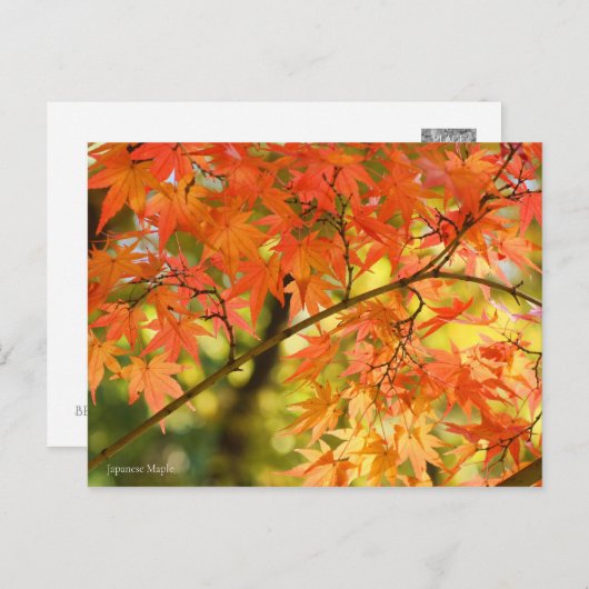 Japanese Maple ポストカード (正面/裏面)