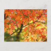 Japanese Maple ポストカード (正面)