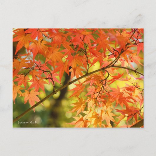 Japanese Maple ポストカード (正面)