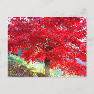 Japanese Maple: Autumn Leaves ポストカード