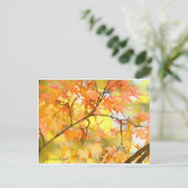 Japanese Maple: Autumn Leaves ポストカード (スタンド正面)