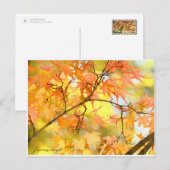 Japanese Maple: Autumn Leaves ポストカード (正面/裏面)