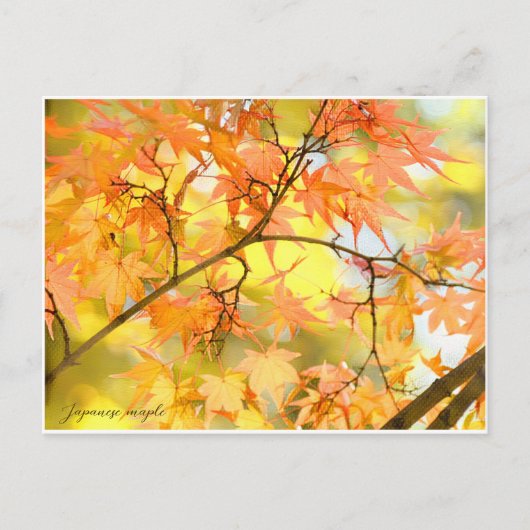 Japanese Maple: Autumn Leaves ポストカード (正面)