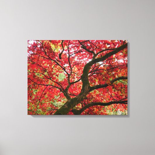 Japanese Maple Canvas Print キャンバスプリント (正面)