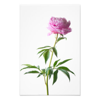 Japanese Peony フォトプリント