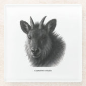 Japanese Serow Black & White Fine Art ガラスコースター (正面)