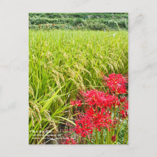 JAPANESE SHANGRI-LA [Postcard] ポストカード