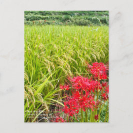 JAPANESE SHANGRI-LA [Postcard] ポストカード