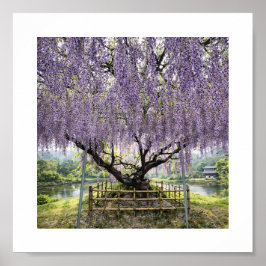 Japanese Wisteria – Art Print ポスター
