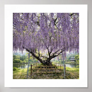 Japanese Wisteria – Art Print ポスター