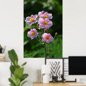japanische Anemone rosa blühend im Garten,Nahaufn. ポスター (ホームオフィス)