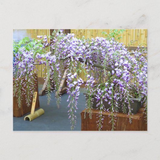 Japan's Scenery [Postcard] ポストカード (正面)