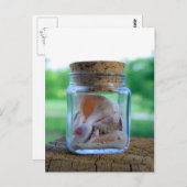 Jar of Sea Shellsポストカード ポストカード (正面/裏面)